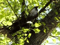 Hooded Crow (Corvus cornix)