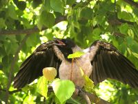 Hooded Crow (Corvus cornix)
