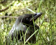 Hooded Crow (Corvus cornix)