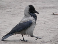 Hooded Crow (Corvus cornix)