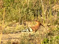 Hoopoe (Upupa epops)