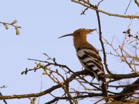 Hoopoe (Upupa epops)