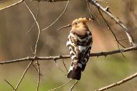 Hoopoe (Upupa epops)