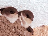 Common House Martin (Delichon urbicum)