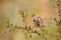 House Sparrow (Passer domesticus)