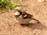 House Sparrow (Passer domesticus)
