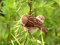 House Sparrow (Passer domesticus)