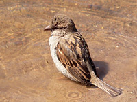 House Sparrow (Passer domesticus)