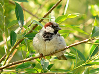 House Sparrow (Passer domesticus)