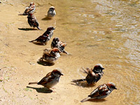 House Sparrow (Passer domesticus)