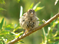 House Sparrow (Passer domesticus)