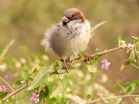 House Sparrow (Passer domesticus)
