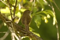 Icterine Warbler (Hippolais icterina)