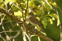 Icterine Warbler (Hippolais icterina)