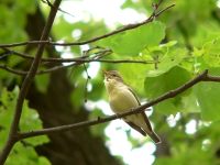 Icterine Warbler (Hippolais icterina)