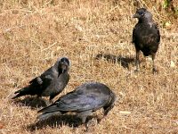 Jackdaw (Corvus monedula)