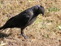 Jackdaw (Corvus monedula)