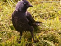 Jackdaw (Corvus monedula)