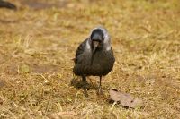 Jackdaw (Corvus monedula)