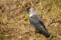 Jackdaw (Corvus monedula)