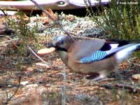 Eurasian Jay (Garrulus glandarius)