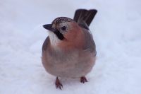 Eurasian Jay (Garrulus glandarius)
