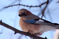Eurasian Jay (Garrulus glandarius)