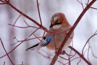 Eurasian Jay (Garrulus glandarius)
