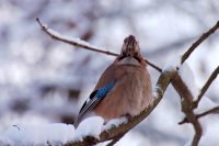 Eurasian Jay (Garrulus glandarius)