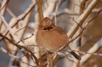 Eurasian Jay (Garrulus glandarius)