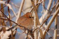Eurasian Jay (Garrulus glandarius)