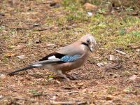 Eurasian Jay (Garrulus glandarius)