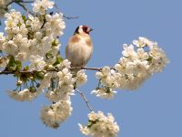 European Goldfinch (Carduelis carduelis)