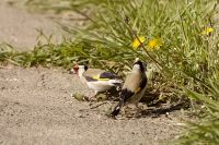 European Goldfinch (Carduelis carduelis)