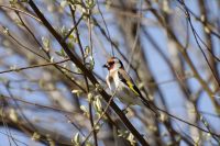 European Goldfinch (Carduelis carduelis)
