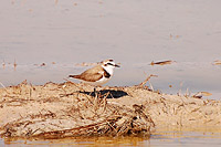 Kentish Plover (Charadrius alexandrinus)