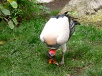 King Vulture (Sarcoramphus papa)