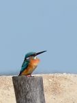 Eurasian Kingfisher, River Kingfisher (Alcedo atthis)