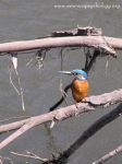 Eurasian Kingfisher, River Kingfisher (Alcedo atthis)