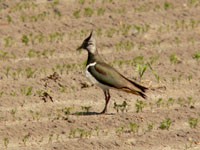 Northern Lapwing, Peewit (Vanellus vanellus)