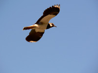 Northern Lapwing, Peewit (Vanellus vanellus)