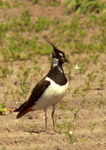 Northern Lapwing, Peewit (Vanellus vanellus)