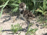 Northern Lapwing, Peewit (Vanellus vanellus)