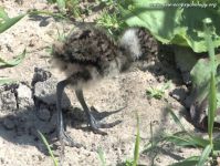 Northern Lapwing, Peewit (Vanellus vanellus)