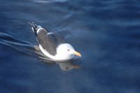Lesser Black-backed Gull (Larus fuscus)