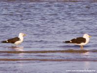 Lesser Black-backed Gull (Larus fuscus)