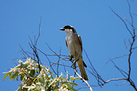 Lesser Grey Shrike (Lanius minor)