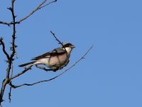 Lesser Grey Shrike (Lanius minor)