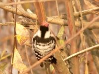 Lesser Spotted Woodpecker (Dendrocopos minor)