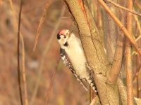 Lesser Spotted Woodpecker (Dendrocopos minor)